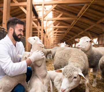 أهمية التحصينات الدورية في الوقاية من الأمراض الحيوانية