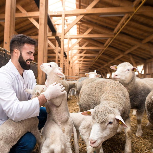 أهمية التحصينات الدورية في الوقاية من الأمراض الحيوانية