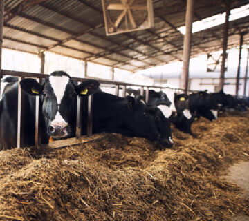 أهم الإضافات العلفية لتعزيز النمو وزيادة الإنتاج