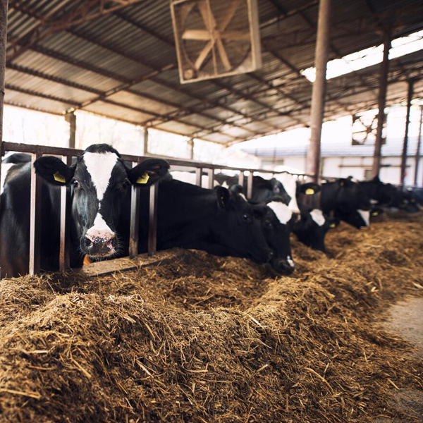 أهم الإضافات العلفية لتعزيز النمو وزيادة الإنتاج